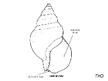 Image of Volutopsion castaneum (Chestnut whelk)