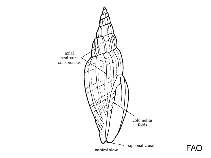 Image of Vexillum lyratum (Lyrate mitre)