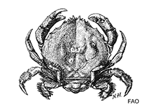 Image of Dromia erythropus (Redeye sponge crab)