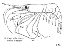 Image of Dichelopandalus leptocerus (Bristled longbeak)