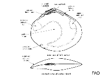 Image of Abra alba (White furrow shell)