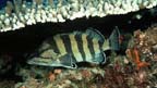 Acanthistius cinctus