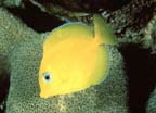 Acanthurus coeruleus
