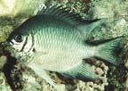 Amblyglyphidodon leucogaster