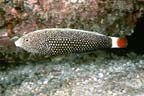 Anampses chrysocephalus
