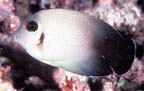 Acanthurus pyroferus