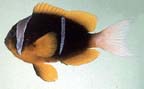 Amphidrion allardi