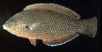 Anampses caeruleopunctatus