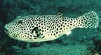 Arothron stellatus