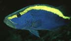 Aulacocephalus temmincki