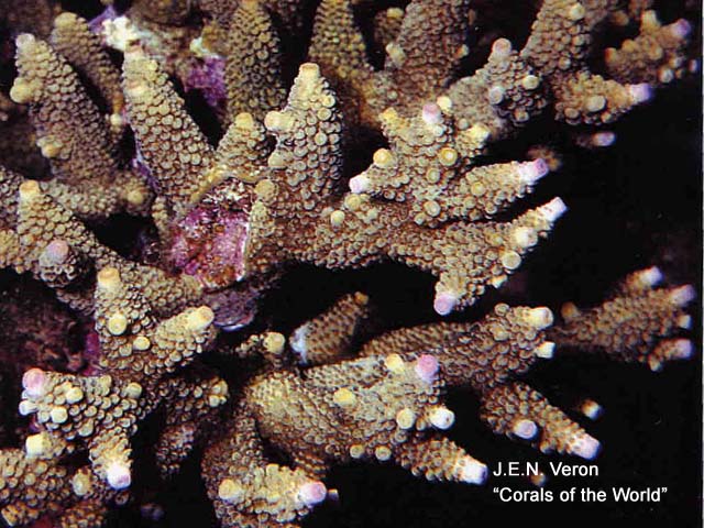 Acropora aspera