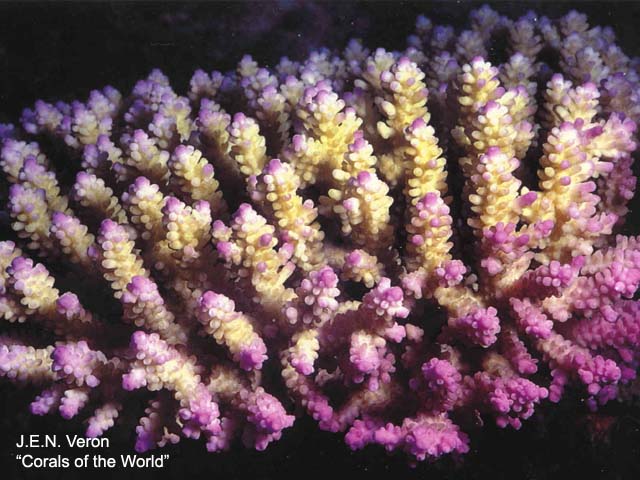 Acropora cerealis