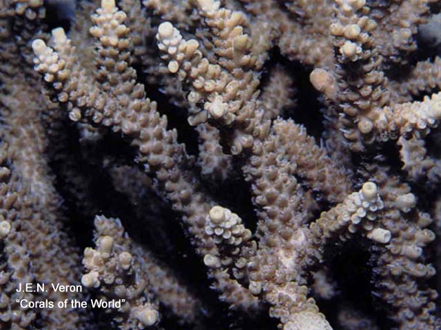 Acropora convexa