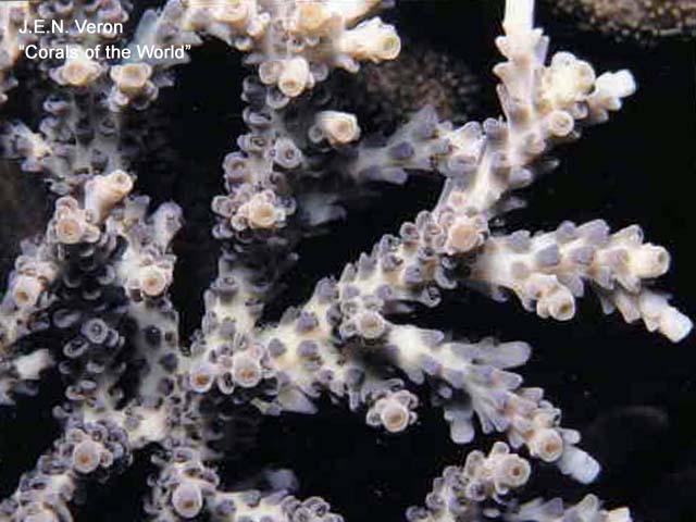 Acropora cytherea