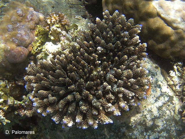 Acropora hyacinthus