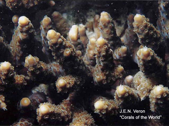 Acropora japonica