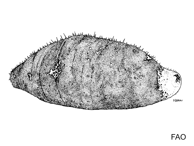 Actinopyga lecanora