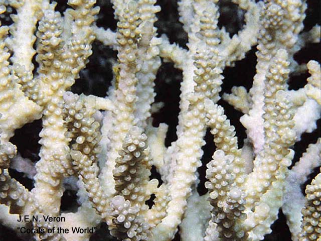 Acropora mirabilis