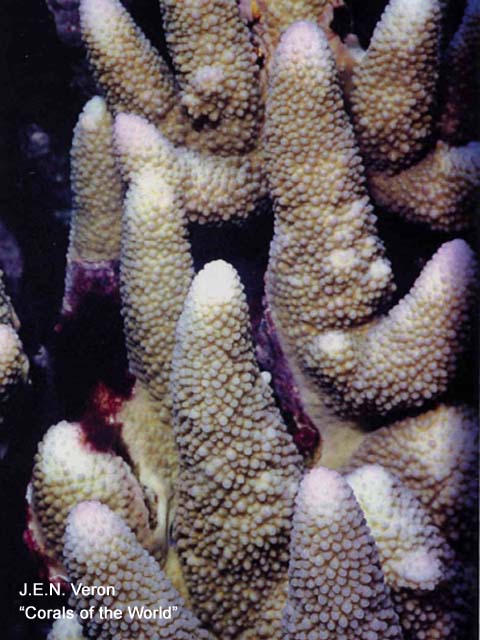 Acropora monticulosa