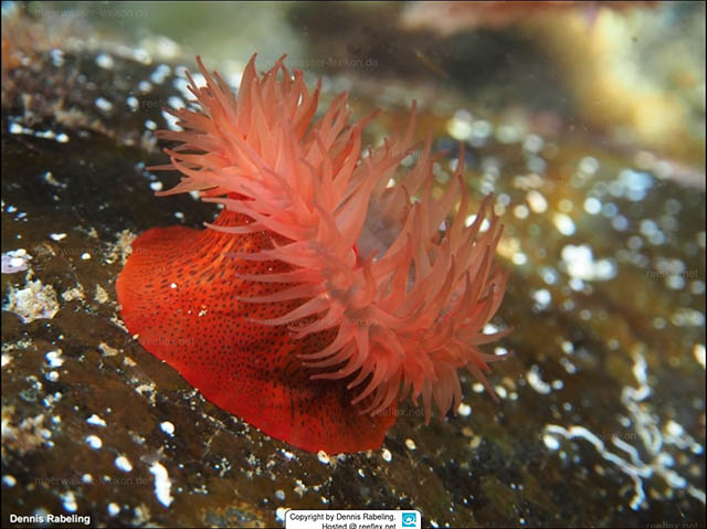 Actinia nigropunctata