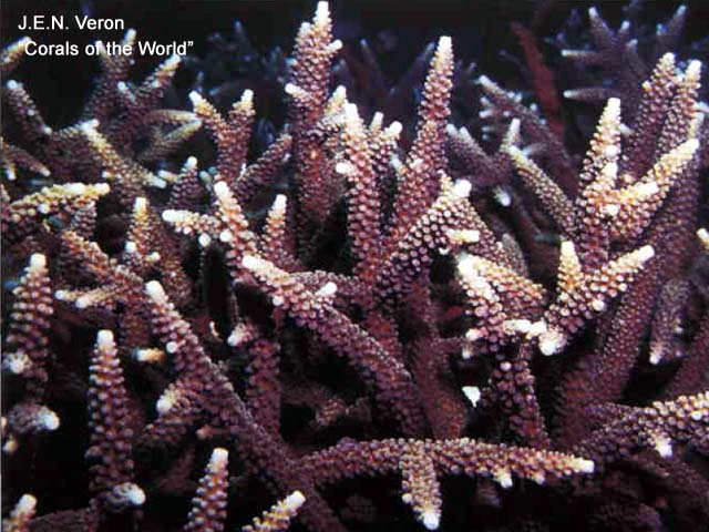 Acropora nobilis