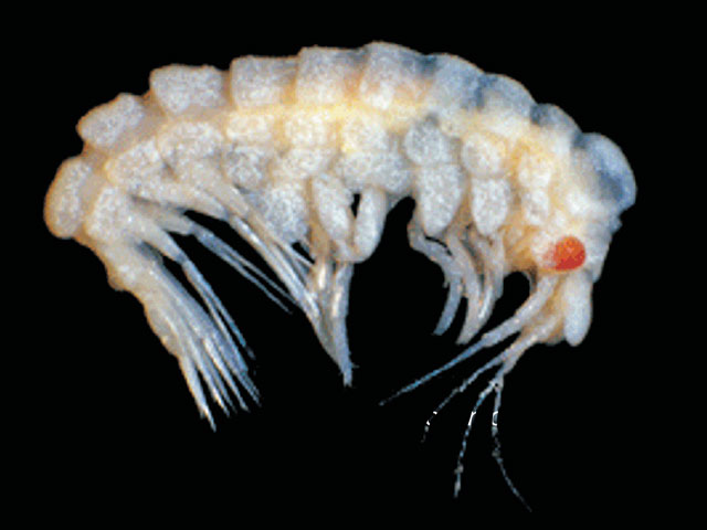 Acanthonotozomopsis pushkini