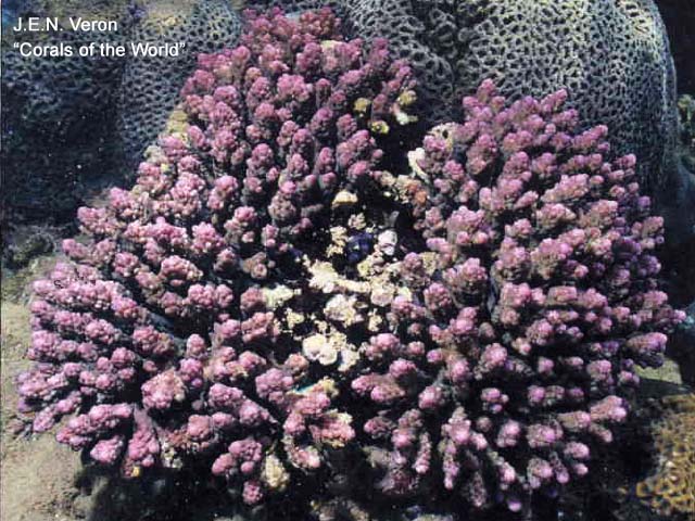 Acropora gemmifera