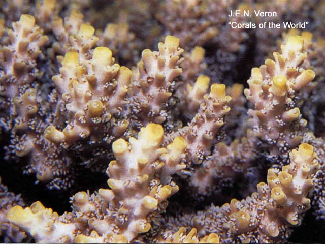 Acropora subulata