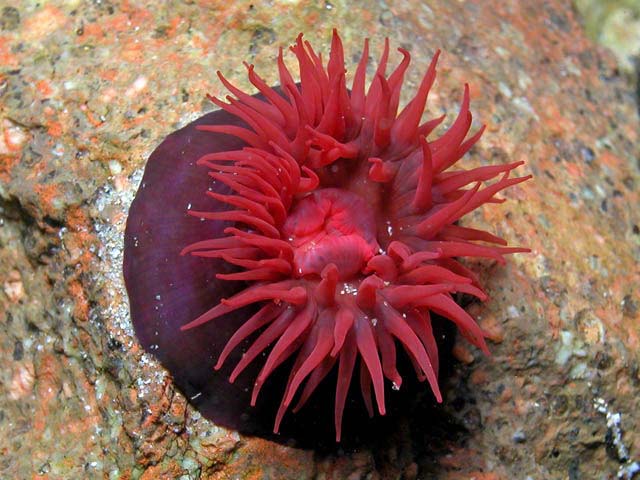 Actinia tenebrosa