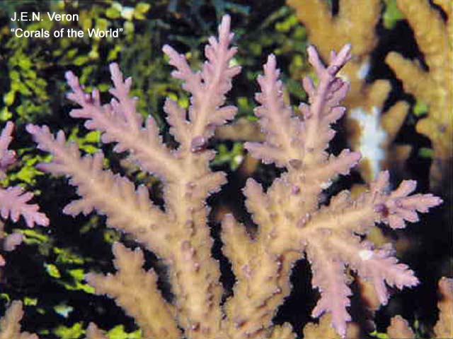 Acropora tenella