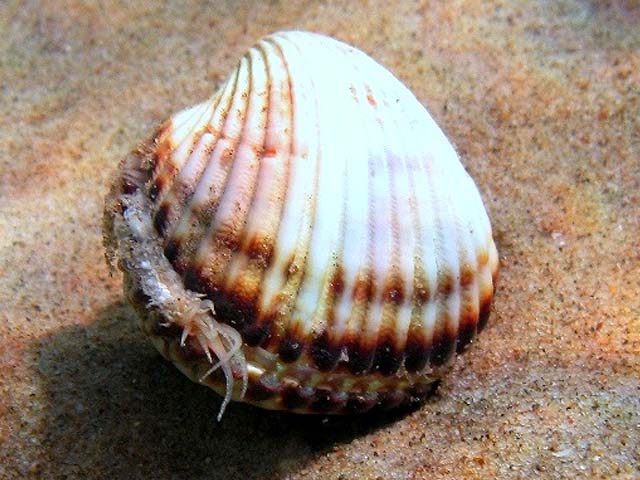 Acanthocardia tuberculata