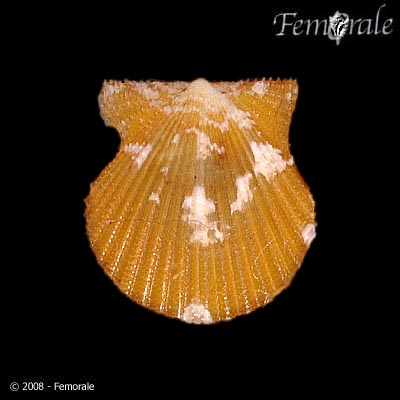 Aequipecten acanthodes