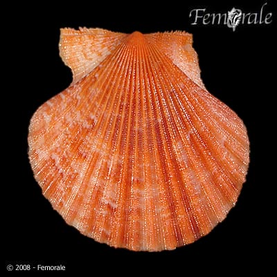 Aequipecten opercularis