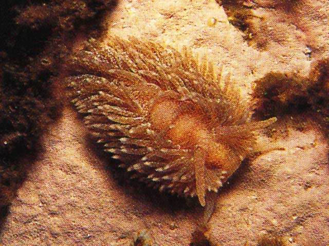 Aeolidia papillosa