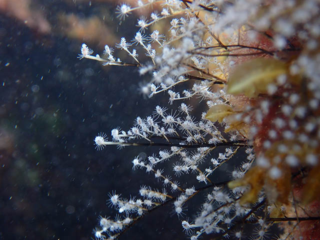 Aglaophenia pluma