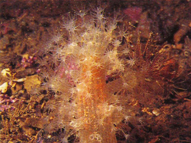 Alcyonium digitatum