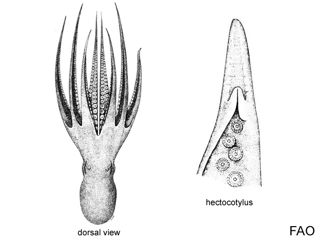 Amphioctopus burryi