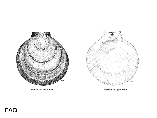 Amusium japonicum