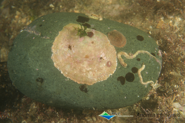 Anomia chinensis