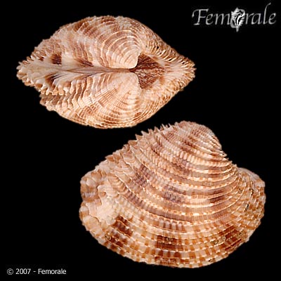 Antigona lamellaris