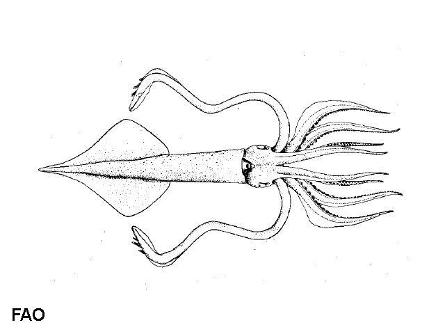 Ancistroteuthis lichtensteinii