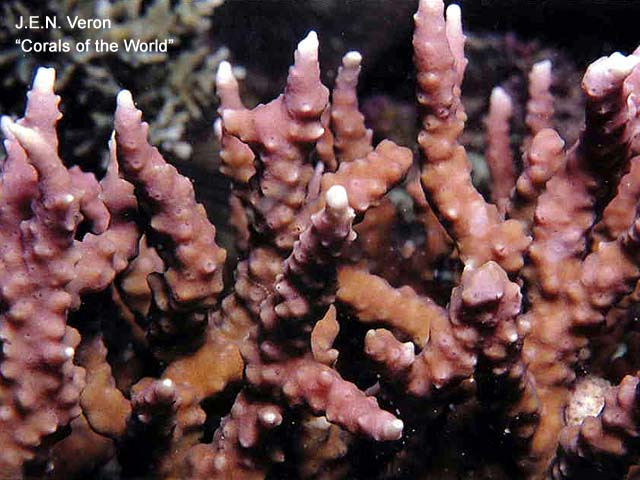 Anacropora reticulata
