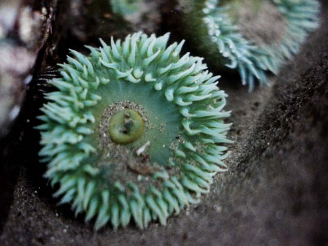 Anthopleura xanthogrammica