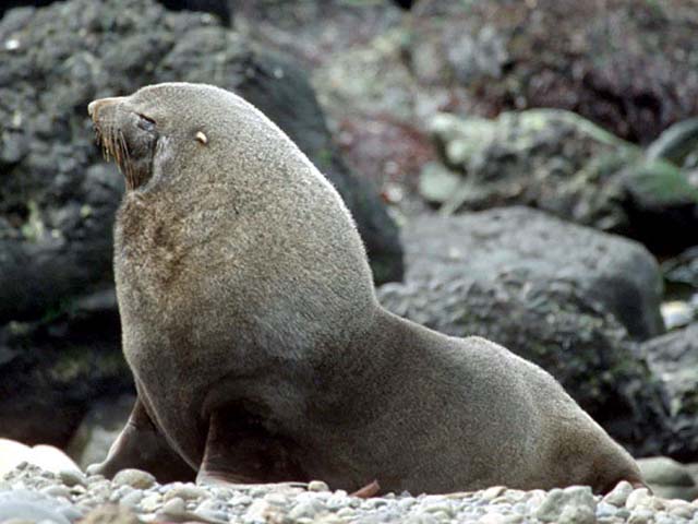 Arctocephalus gazella