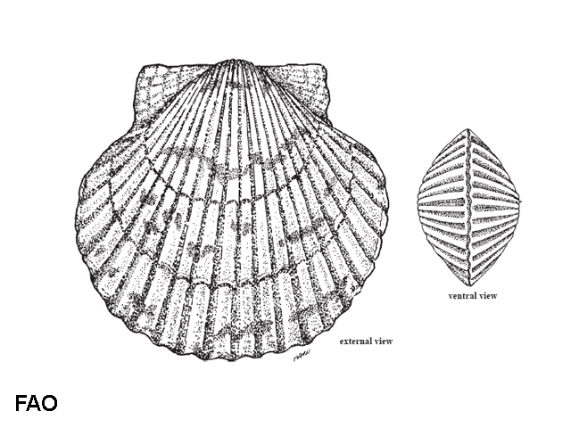 Argopecten gibbus