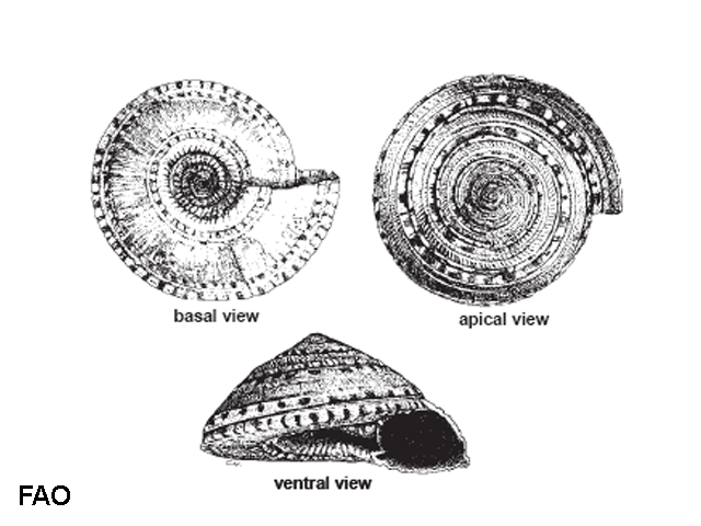 Architectonica maxima