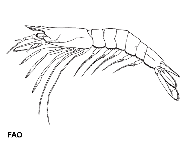 Aristeus virilis