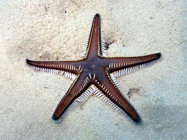 Astropecten bispinosus