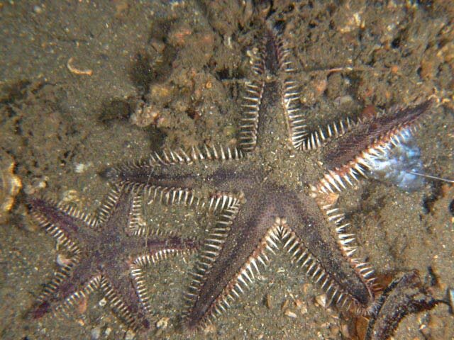 Astropecten polyacanthus