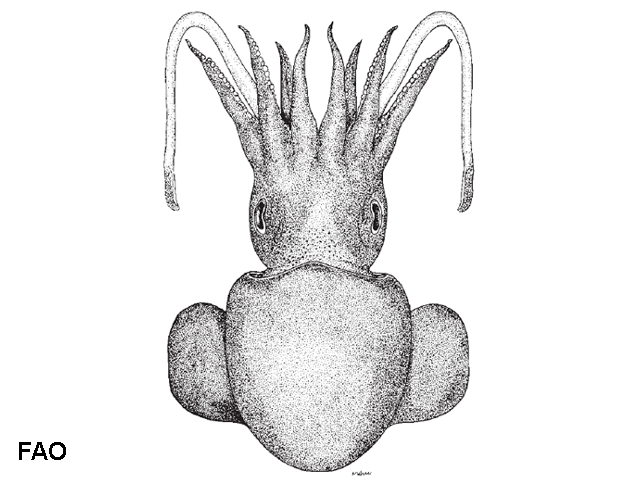 Austrorossia antillensis